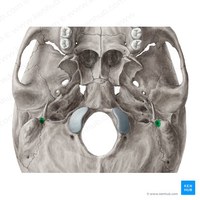 Stylomastoid foramen (Foramen stylomastoideum); Image: Yousun Koh