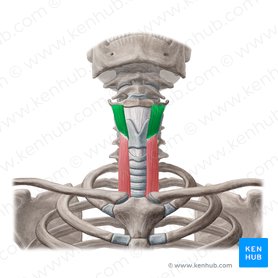 Músculo tireo-hióideo (Musculus thyrohyoideus); Imagem: Yousun Koh