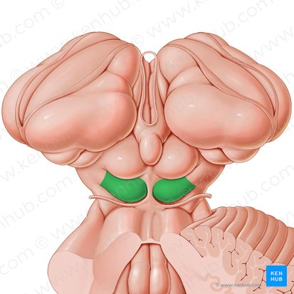 Inferior colliculus (Colliculus inferior); Image: Paul Kim