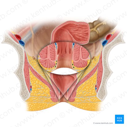 Plexus venosus rectalis externus (Äußeres Mastdarmvenengeflecht); Bild: Samantha Zimmerman