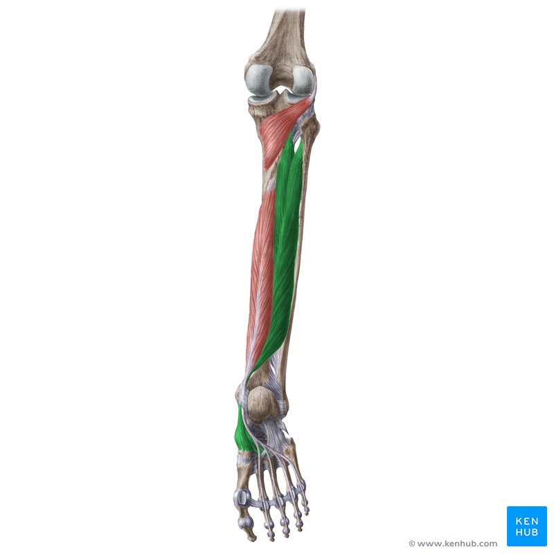 Tibialis posterior muscle (musculus tibialis posterior)
