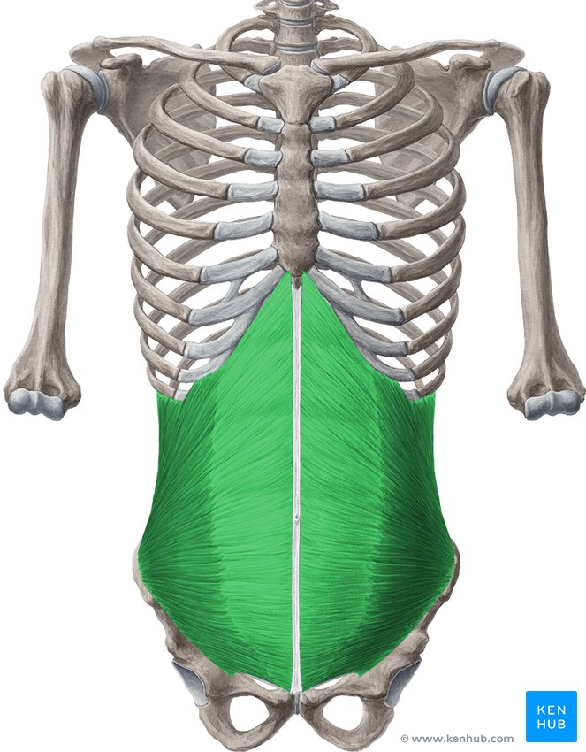 Transversus abdominis мышца