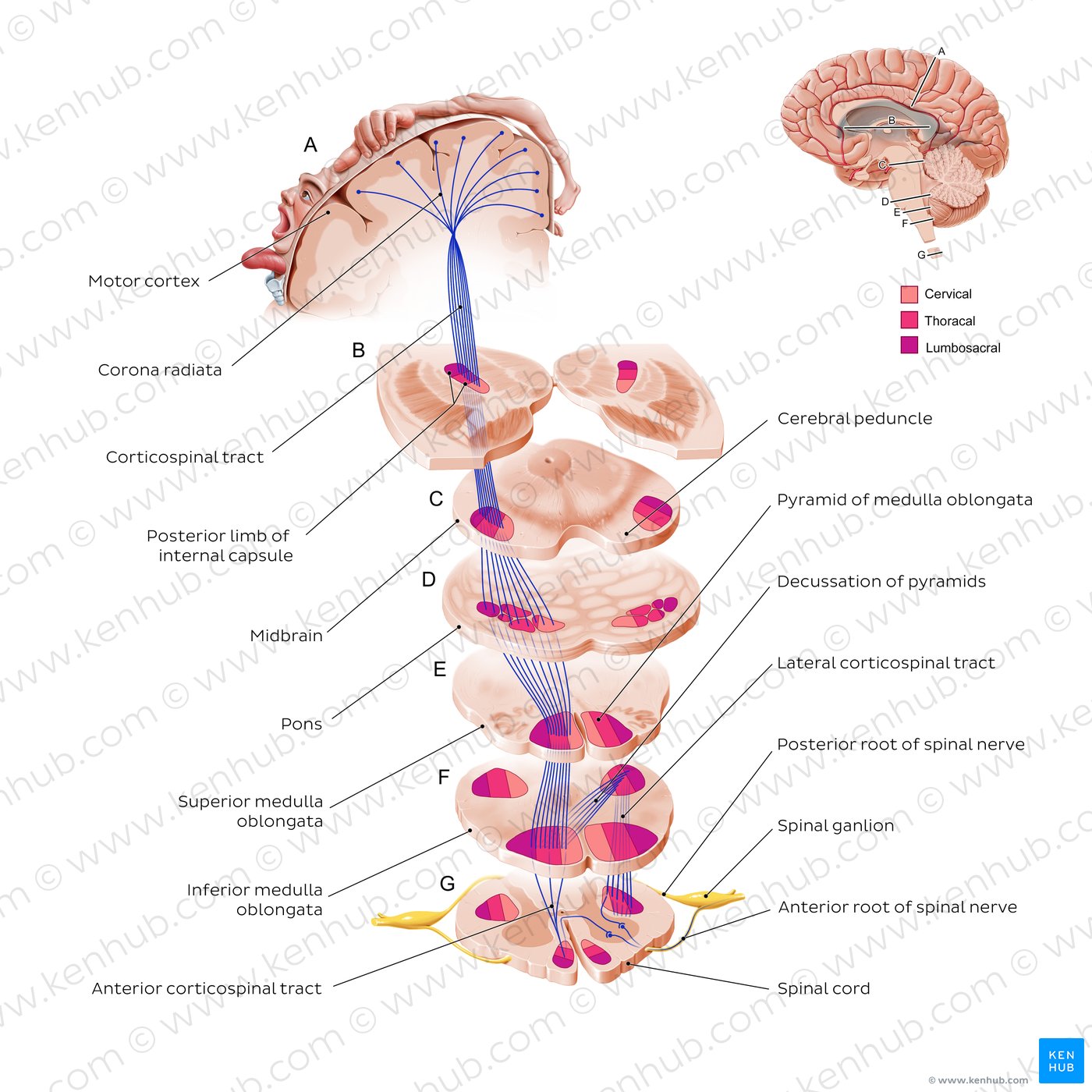 Neural pathways and spinal cord tracts: Anatomy | Kenhub