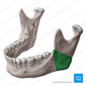 Mandíbula - Anatomia, estruturas e fraturas | Kenhub