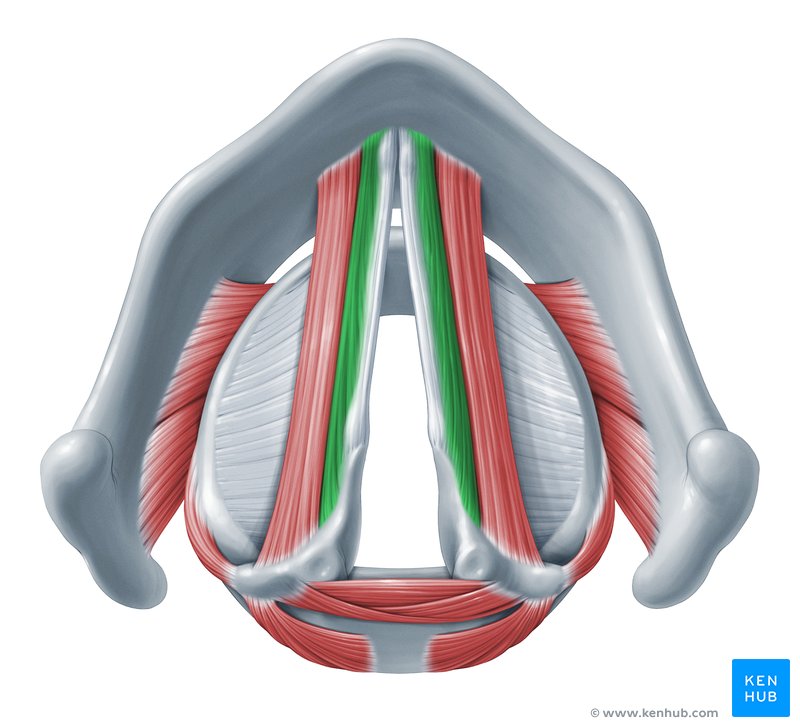 Vocalis muscle (musculus vocalis)