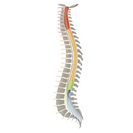 Nerfs spinaux