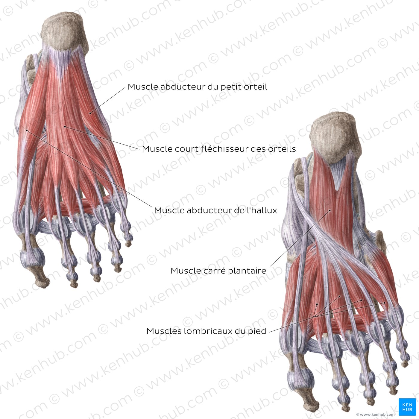 1ère et 2ème couches des muscles plantaires du pied
