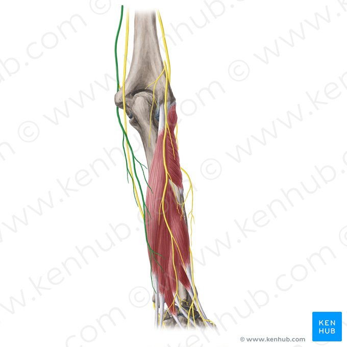 Nervio cutáneo medial del antebrazo (Nervus cutaneus medialis antebrachii); Imagen: Yousun Koh