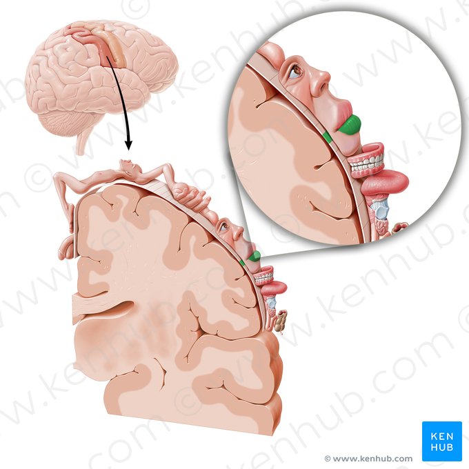 Sensory cortex of lower lip (Cortex sensorius labii inferioris); Image: Paul Kim