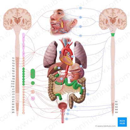 Intestino delgado (Intestinum tenue); Imagen: Paul Kim