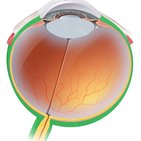 Anatomía del ojo