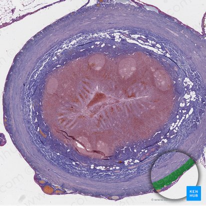 Capa longitudinal externa de la túnica muscular (Stratum longitudinale externum tunicae muscularis); Imagen: 