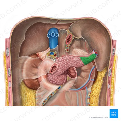 Cola del páncreas (Cauda pancreatis); Imagen: Irina Münstermann