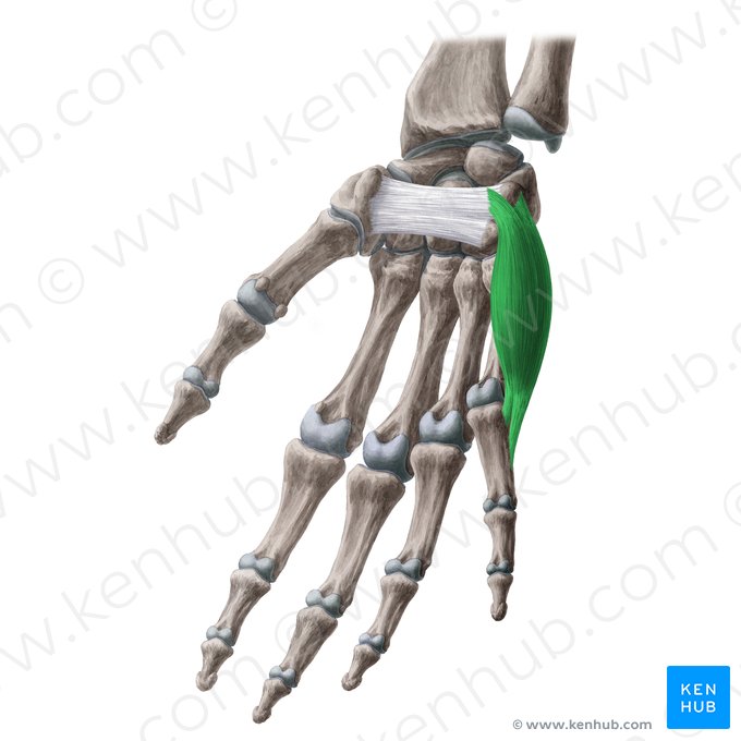 Musculus abductor digiti minimi manus (Kleinfingerspreizer); Bild: Yousun Koh