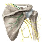 Suprascapular nerve