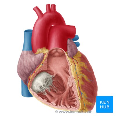 Heart - right lateral view.
