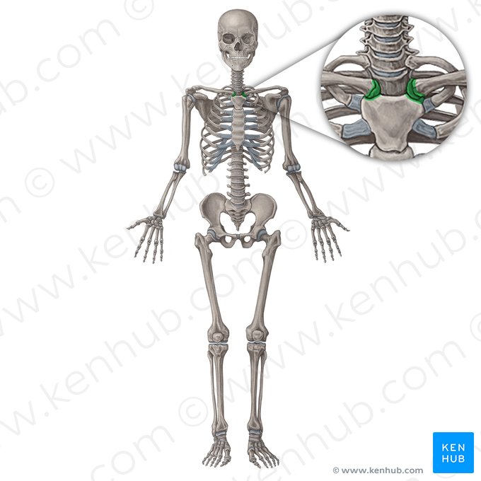Articulation sternoclaviculaire (Articulatio sternoclavicularis); Image : Irina Münstermann