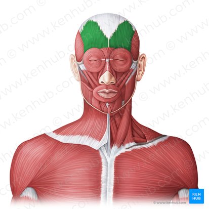 Musculi occipitofrontalis (Hinterkopf-Stirn-Muskel); Bild: Irina Münstermann