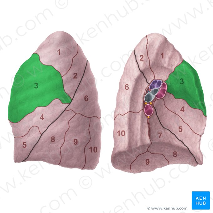 Segmentum anterius pulmonis sinistri (Vorderes Segment der linken Lunge); Bild: Paul Kim
