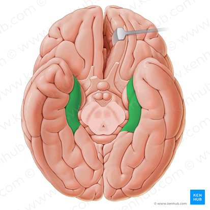 Giro parahipocampal (Gyrus parahippocampalis); Imagem: Paul Kim