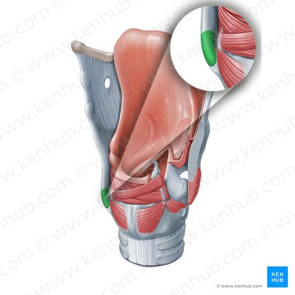 Asta inferior del cartílago tiroides (Cornu inferius cartilaginis thyroideae); Imagen: Paul Kim