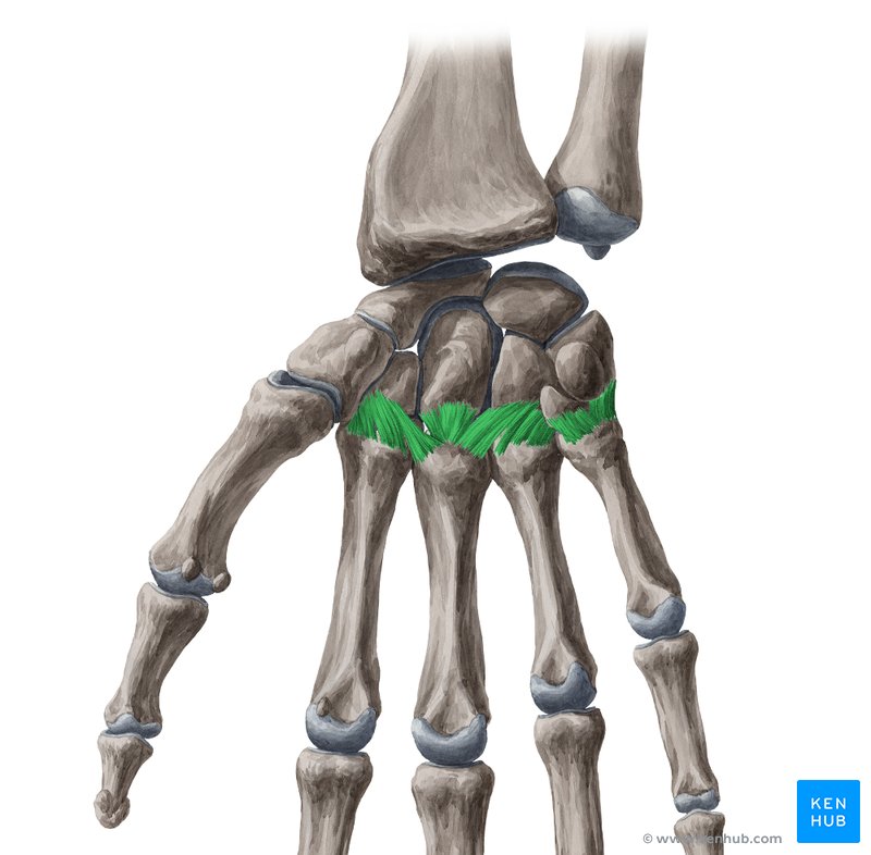 Palmar carpometacarpal ligaments