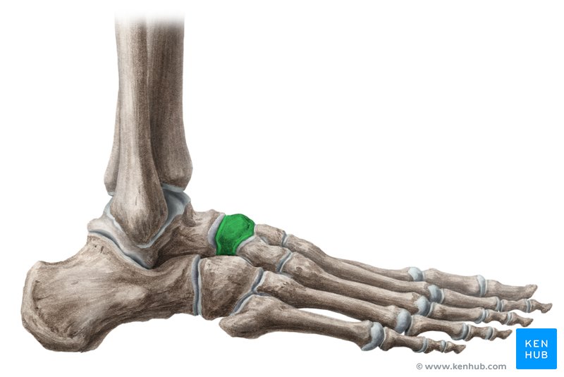 Navicular bone - lateral-right view