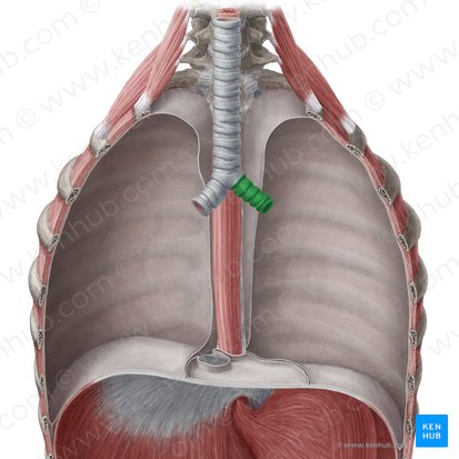 Bronquio principal izquierdo (Bronchus principalis sinister); Imagen: Yousun Koh