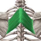 Rhomboid muscles