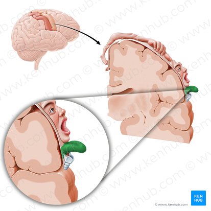 Cortex motorius linguae (Motorischer Kortex der Zunge); Bild: Paul Kim