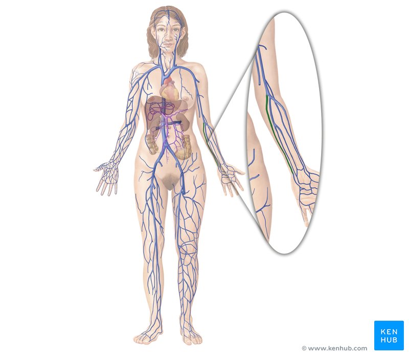 Ulnar vein (Vena ulnaris)