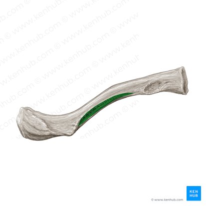 Sulco subclávio da clavícula (Sulcus musculi subclavii); Imagem: Samantha Zimmerman