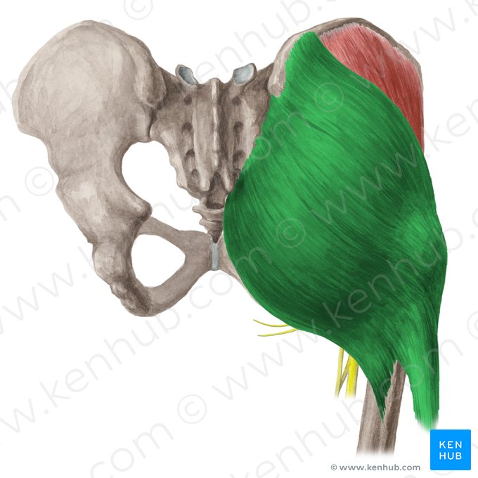 Muscle grand glutéal (Musculus gluteus maximus); Image : Liene Znotina