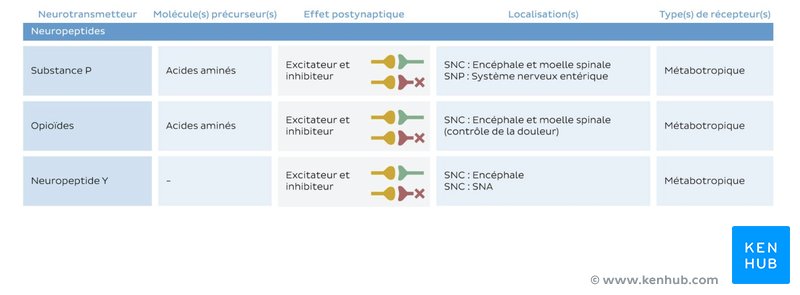 Principaux neuropeptides