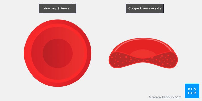 Structure de l'érythrocyte - un schéma