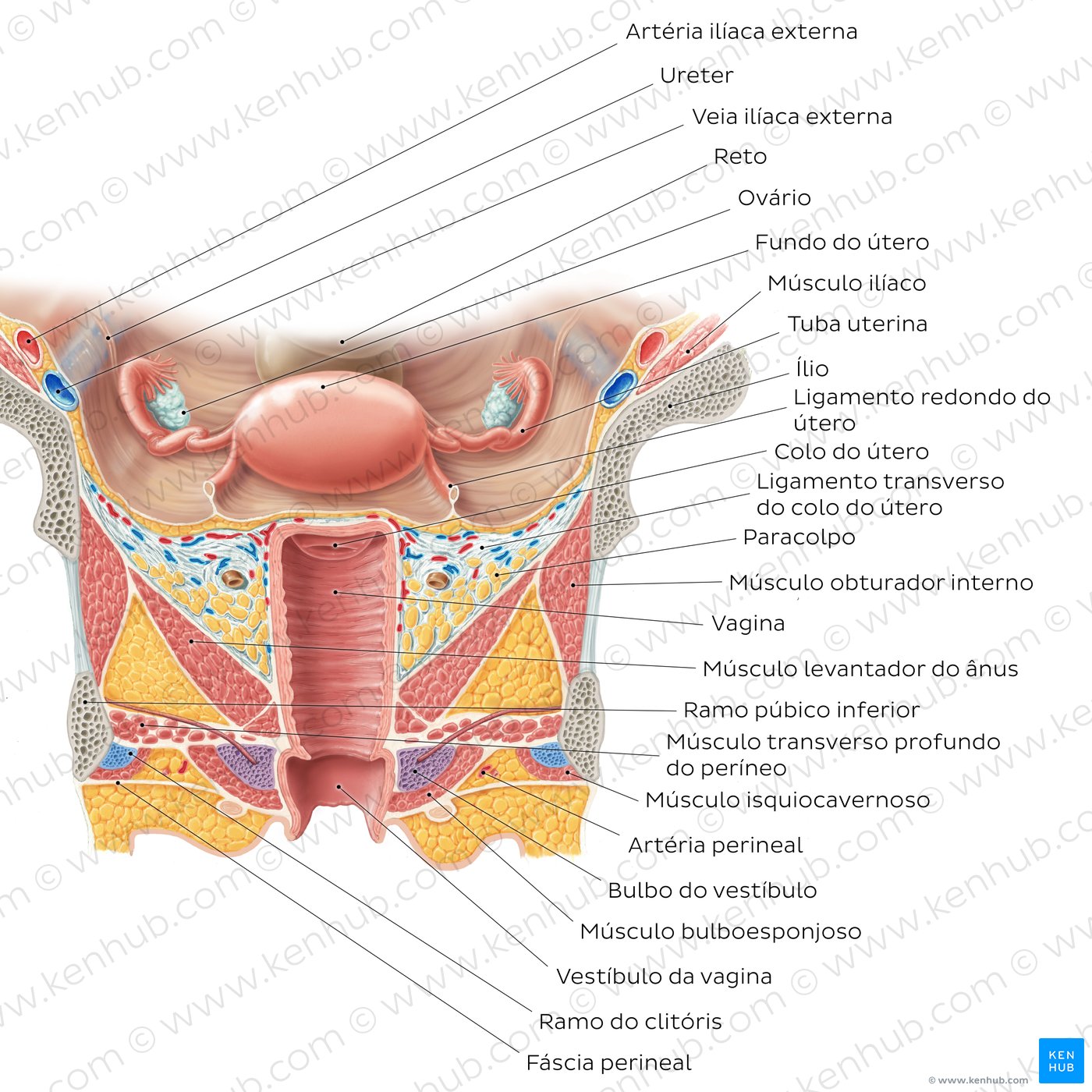 Anatomia da genitália interna feminina - vista anterior