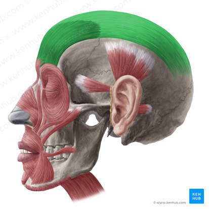 Músculo frontal e Gálea aponeurótica (Musculus frontalis & galea aponeurotica); Imagem: Yousun Koh