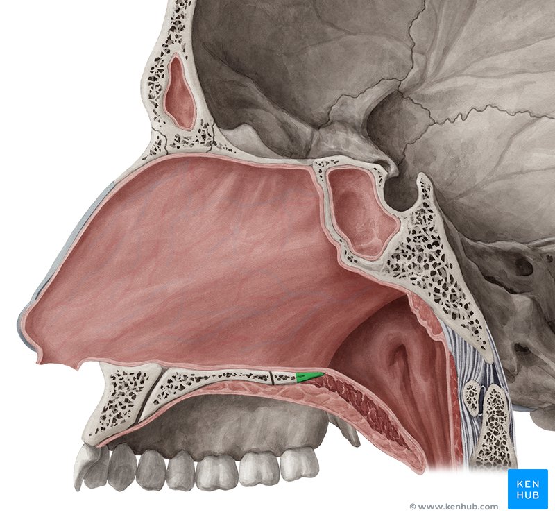 Posterior nasal spine - medial view