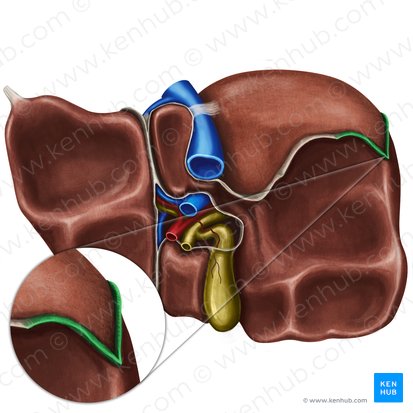 Ligamentum triangulare dextrum hepatis (Rechtes Dreieckband der Leber); Bild: Irina Münstermann