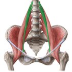 Músculo psoas menor