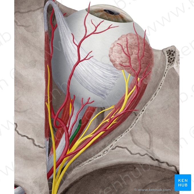 Artéria central da retina (Arteria centralis retinae); Imagem: Yousun Koh