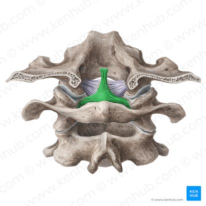 Transverse ligament of atlas (Ligamentum transversum atlantis); Image: Liene Znotina