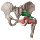 Posterior hip musculature