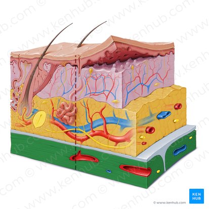 Musculus (Muskel); Bild: Paul Kim