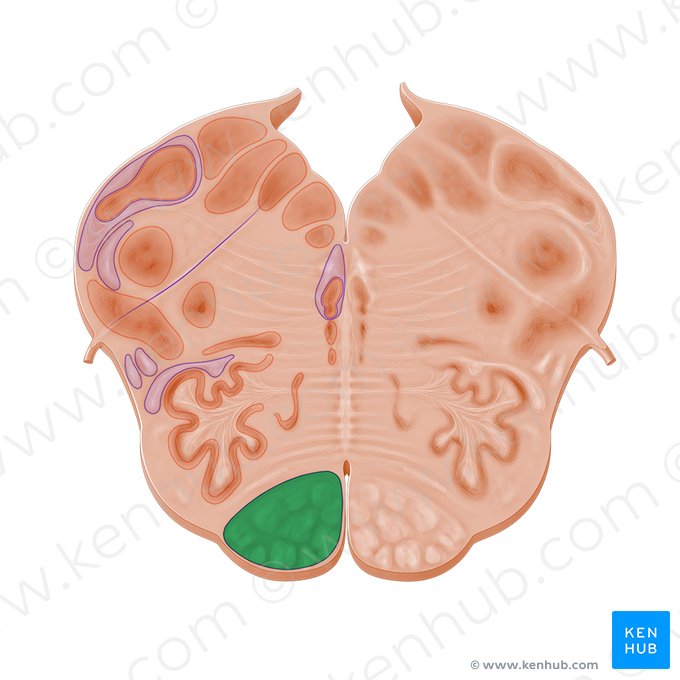 Trato piramidal (Tractus pyramidalis); Imagem: Paul Kim