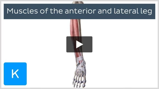 Muscles of the Leg (Calf) and Foot (Lateral View) (Advanced)