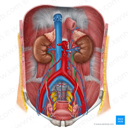 Porción abdominal del uréter (Pars abdominalis ureteris); Imagen: Irina Münstermann