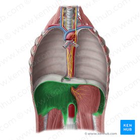 Diaphragm: Location, anatomy, innervation and function | Kenhub
