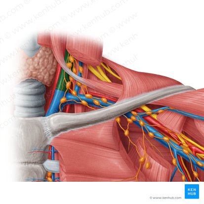 Veia jugular interna (Vena jugularis interna); Imagem: Samantha Zimmerman