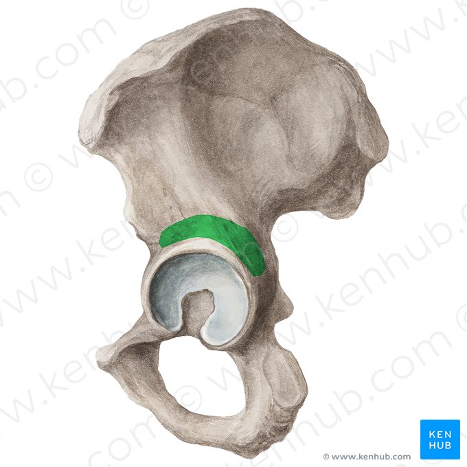 Sulco supra-acetabular do ílio (Sulcus supraacetabularis ossis ilii); Imagem: Liene Znotina